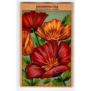 1920's Flower Seed Art Print ESCHSCHOLTZIA Lithograph Original Vintage Unused